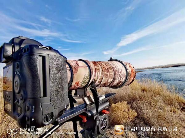 「短影片」關注大天鵝甘肅越冬：“呆萌 好動 浪漫”原來你們是這樣的大天鵝