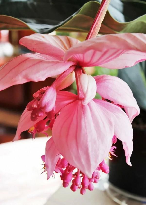 網紅植物不是那麼好養的，這幾類植物要謹慎入坑，不然真浪費了