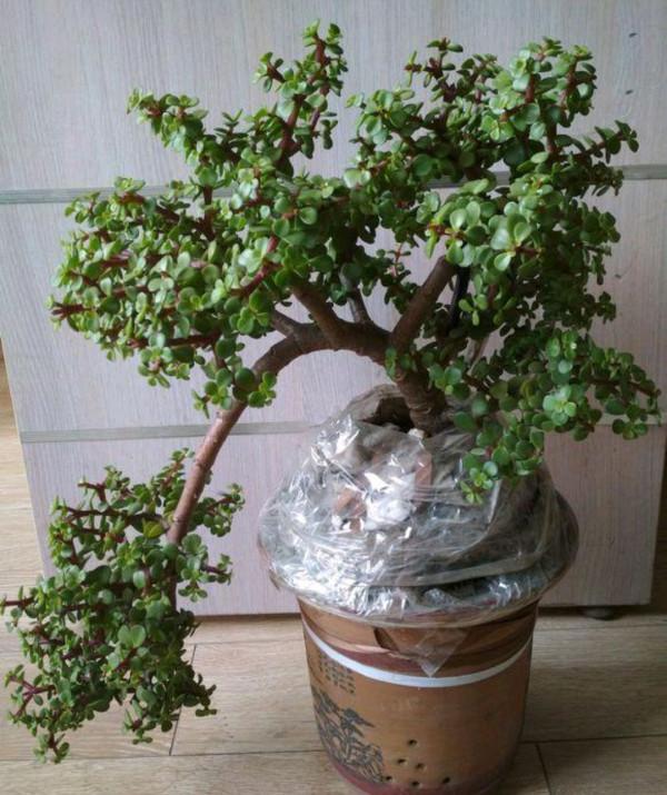 容易因多澆水而死的“18種花”，養不活都是由於手太勤