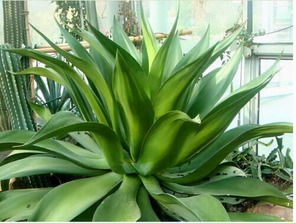 冬天就養這3種“花”，比“咖啡”還棒，只要1小盆，每天有精神