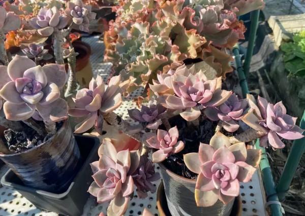 一年一度曬秋時,一年一度曬肉時 一年一度曬秋時,一年一度曬肉時