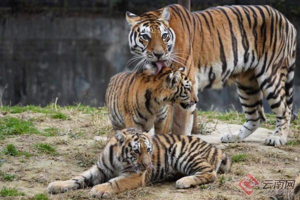 「高畫質組圖」虎虎生威！雲南野生動物園萌虎下山了