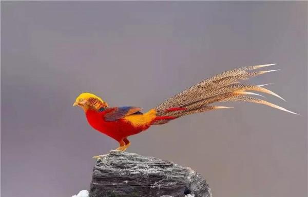 「散文」“人間鳳凰”紅腹錦雞