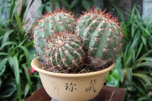 天氣冷氣溫低,這9種花要“幹養”,少澆水才不易受凍和爛根 天氣冷氣溫低,這9種花要“幹養”,少澆水才不易受凍和爛根