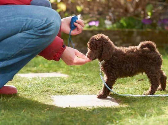 養狗多年，才知道泰迪的“這些行為”，是什麼含義