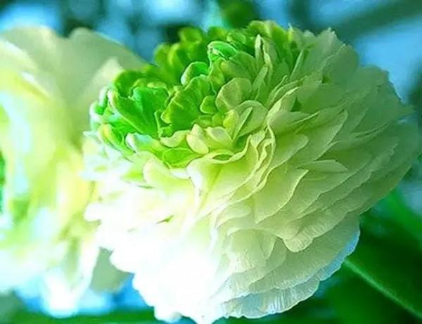 世界金獎醉美的花卉