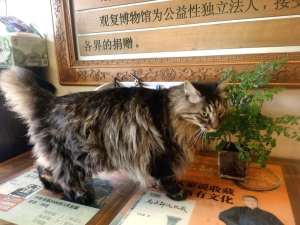 小貓咪也怕被“搶飯碗”嗎? 小貓咪也怕被“搶飯碗”嗎?