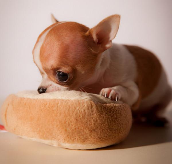 這些狗狗如果“被打”,可能會記恨你一輩子,打罵須謹慎 這些狗狗如果“被打”,可能會記恨你一輩子,打罵須謹慎