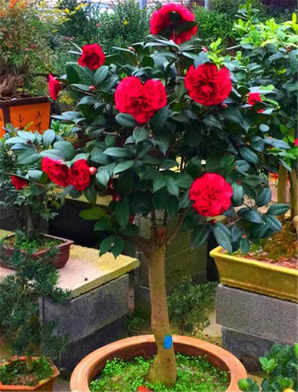 7種“吉利花”，冷天“扦插”更合適，溫度合適“利於”生根