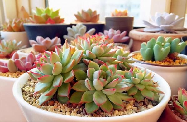 天氣冷氣溫低,這9種花要“幹養”,少澆水才不易受凍和爛根 天氣冷氣溫低,這9種花要“幹養”,少澆水才不易受凍和爛根