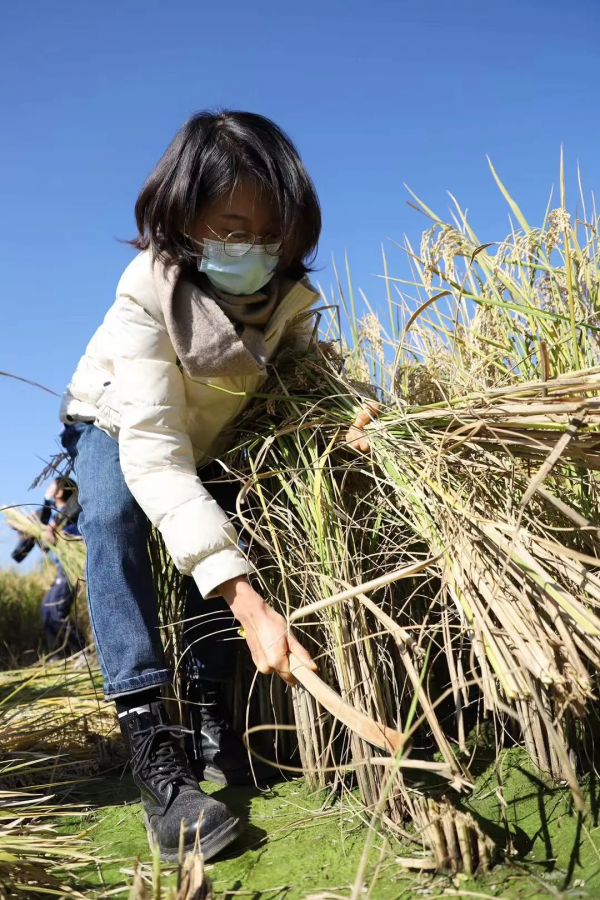 豐臺區王佐鎮佃起村打造水稻文化 促傳統農業轉型升級 豐臺區王佐鎮佃起村打造水稻文化 促傳統農業轉型升級