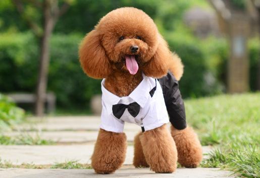 這幾種狗，如果被拋棄，等待它們的只有死亡