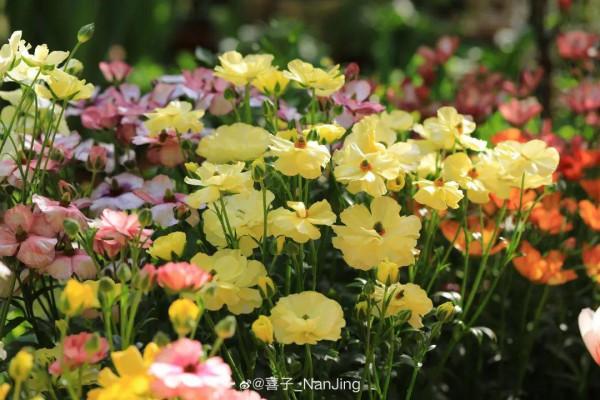 特有氣質的小眾花,顏值超高,溫度零下也能活 特有氣質的小眾花,顏值超高,溫度零下也能活