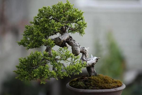 富貴大氣人家都愛養的“10種花”，君子蘭、虎皮蘭等普通花都上榜