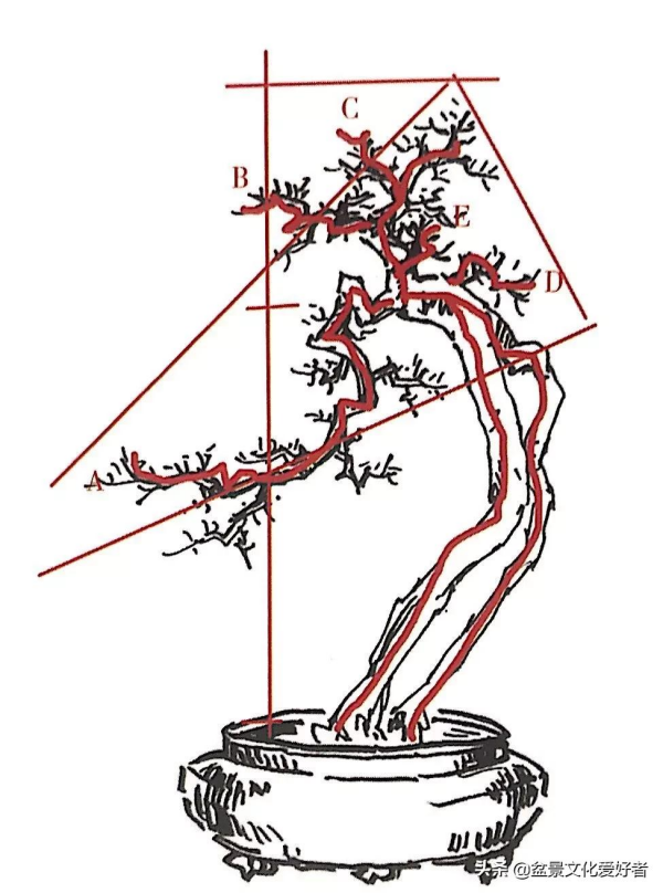 盆景造型案例：盆景製作從一張設計圖開始