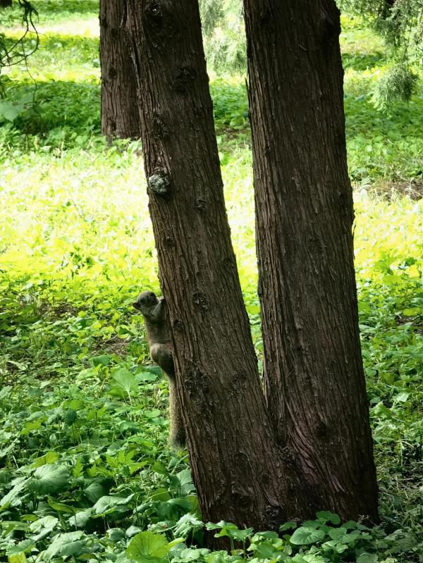 天壇公園的小松鼠 天壇公園的小松鼠