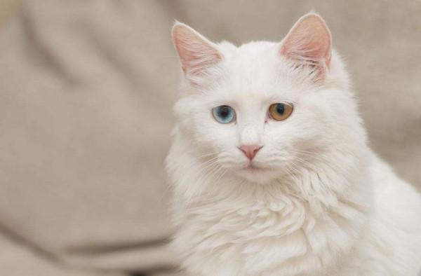 土貓土狗遍地都是，有什麼可曬的？養寵的意義究竟是什麼？