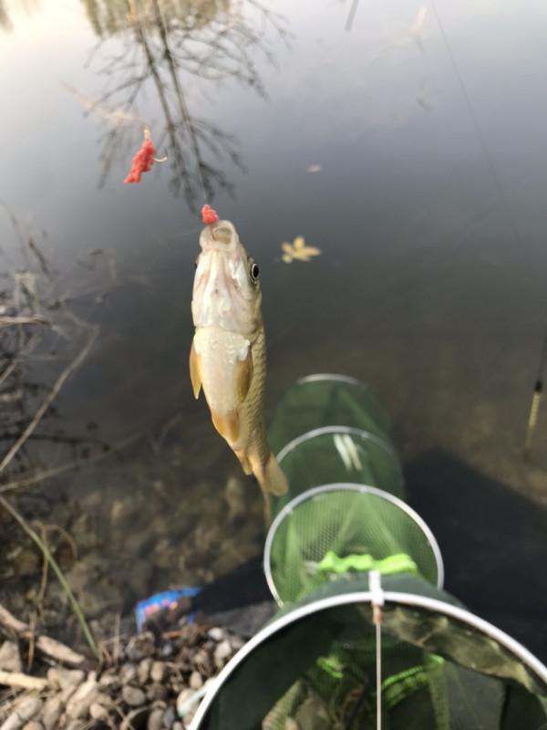 「十週年」秋冬野河垂釣,技巧方法要掌握,今日鯽魚連竿浮漂棄河 「十週年」秋冬野河垂釣,技巧方法要掌握,今日鯽魚連竿浮漂棄河
