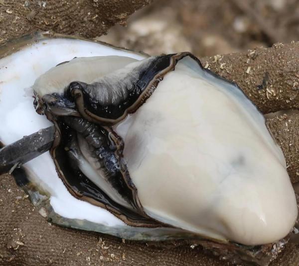 全民公敵！脈紅螺入侵黑海“氾濫成災”，急需中國吃貨幫忙