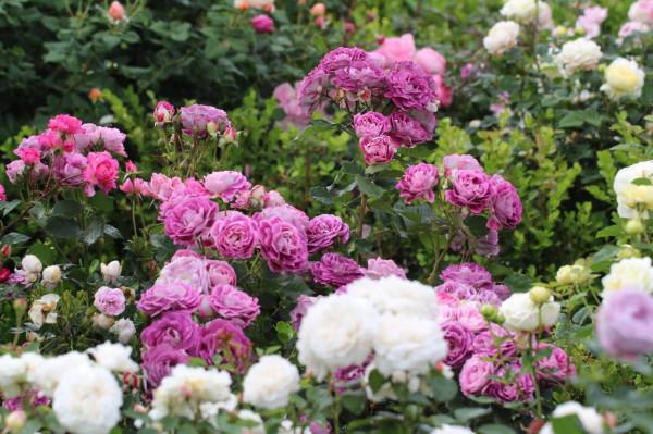 最美月季花 最美月季花