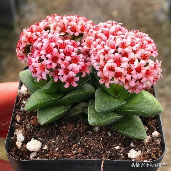 冬天澆花用啥水？學會自制3種“營養水”，啥花都能輕鬆“搞定”