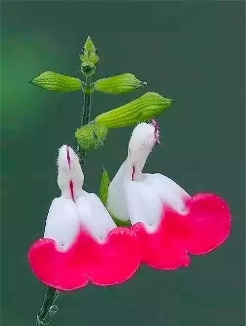 分享：花開並蹄，開得如此燦爛唯美，奇觀美景，令人陶醉