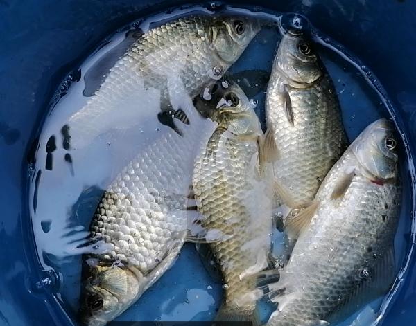 你們有過跑魚,最後空軍的感受嗎!老難受了 你們有過跑魚,最後空軍的感受嗎!老難受了