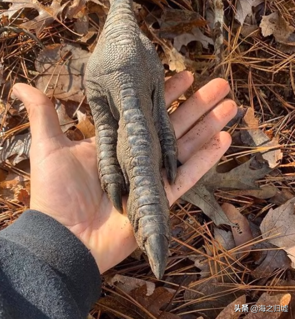28張關於動物的對比照片,看完又漲知識了 28張關於動物的對比照片,看完又漲知識了