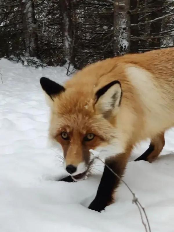 冬日仙境喀納斯，網紅小狐狸來代言