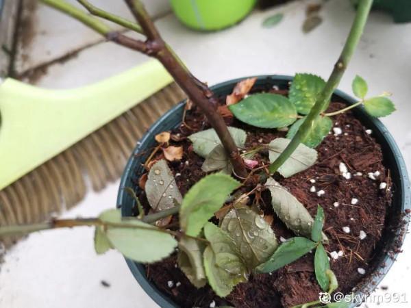 花成了光桿司令，剪一刀撒點藥，很快冒新芽