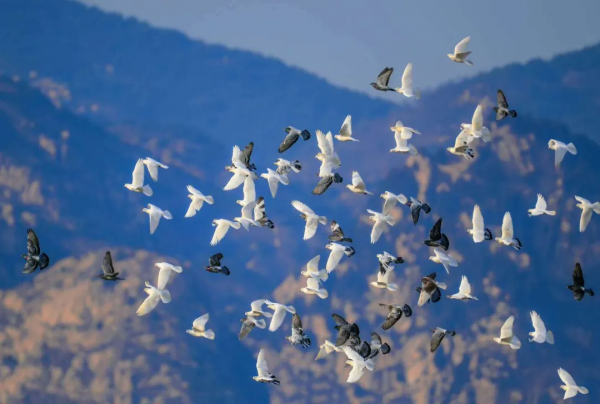冬日精靈出沒山東！又是一年候鳥季，畫面美翻了！