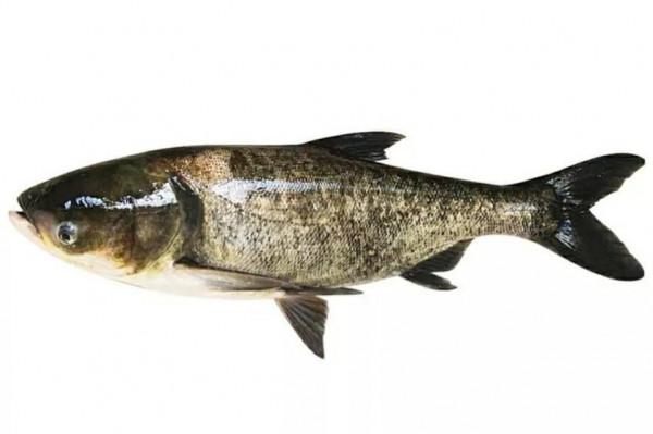 入冬後女人懷孕記得吃5種魚,忌食1種魚,吃對了身體才會棒棒噠 入冬後女人懷孕記得吃5種魚,忌食1種魚,吃對了身體才會棒棒噠