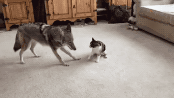 給大家看一下戰鬥民族是怎樣吸貓的？彪悍的貓咪能拉雪橇敢揍熊