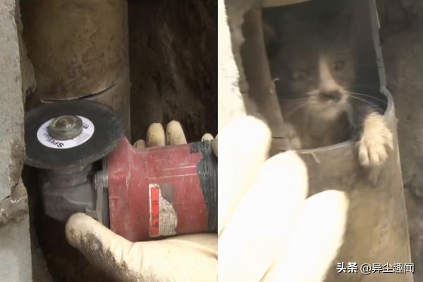 流浪貓暗示路人跟它走，帶路到牆邊下一秒牆內竟傳出微弱的聲音