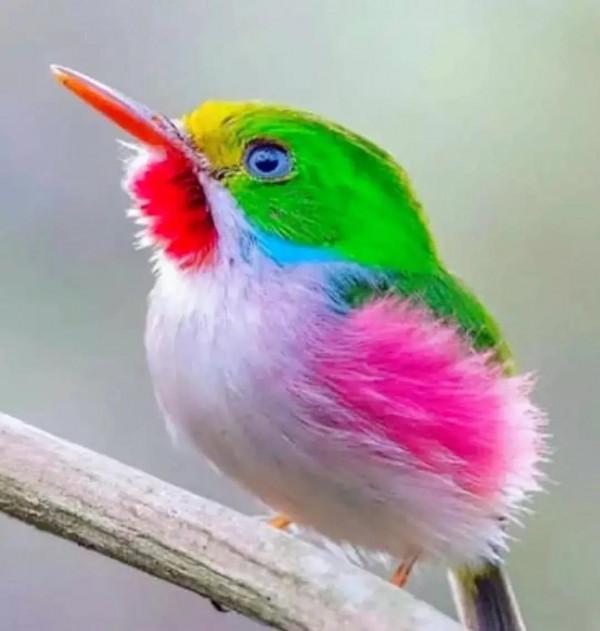 分享圖片&mdash;&mdash;美麗彩色小鳥集錦