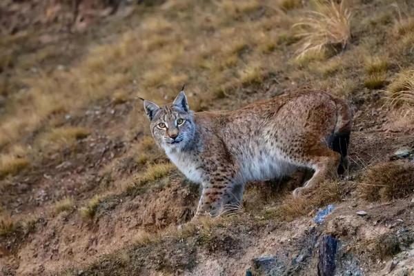 狼見了都要叫大哥的“猞猁”，在森林裡究竟有多恐怖？