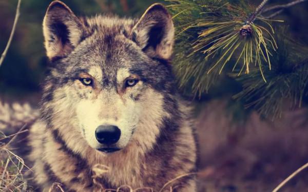 民間故事:石匠深夜趕路,無意中砸掉墓碑,因此逃過一劫 民間故事:石匠深夜趕路,無意中砸掉墓碑,因此逃過一劫