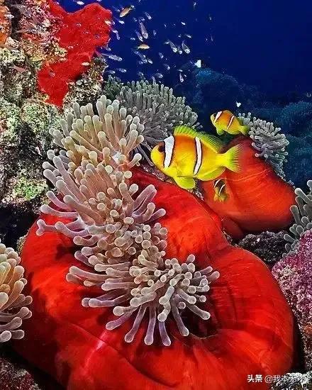 奇妙的海底世界