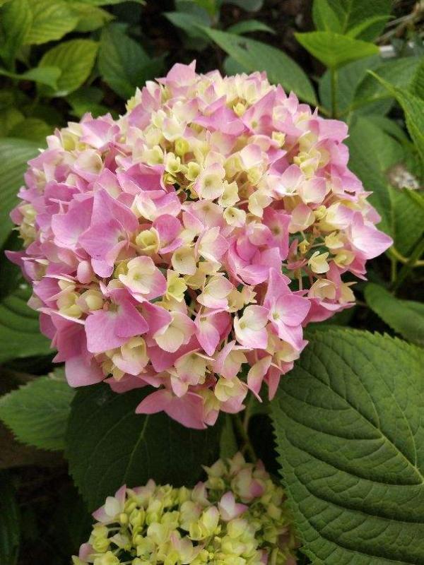 人人都能爆盆的繡球花，為什麼你養就不爆，只因差“5個注意”