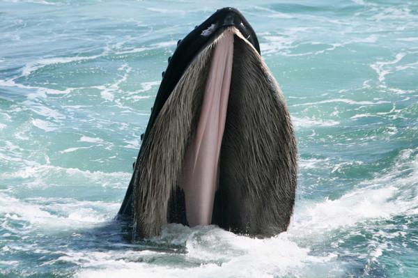 神奇的大自然讓人大開眼界 神奇的大自然讓人大開眼界