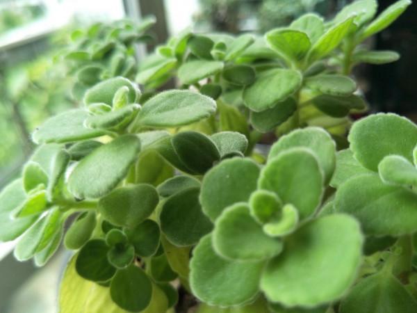 冬季養花難“過冬”？教你小“竅門”，讓你冬季養花無憂