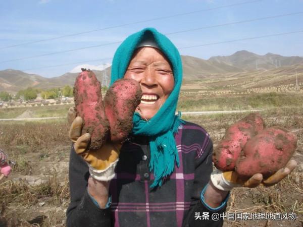 甘肅人的命,都是土豆給的 甘肅人的命,都是土豆給的