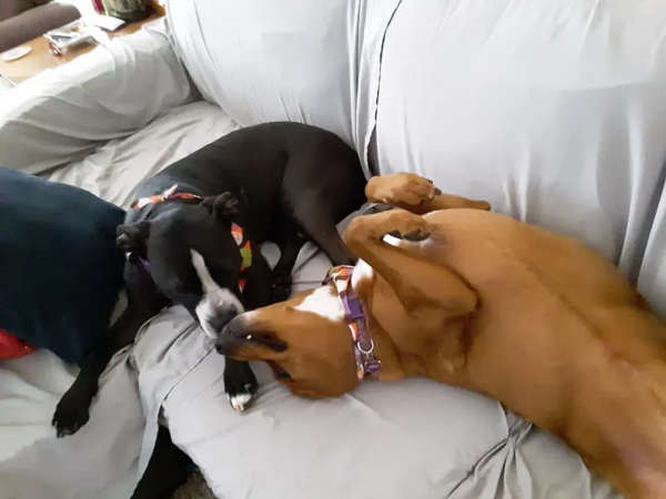 兩隻狗狗，被執行安樂死前，緊緊抱在一起，這一抱，徹底改變了命運