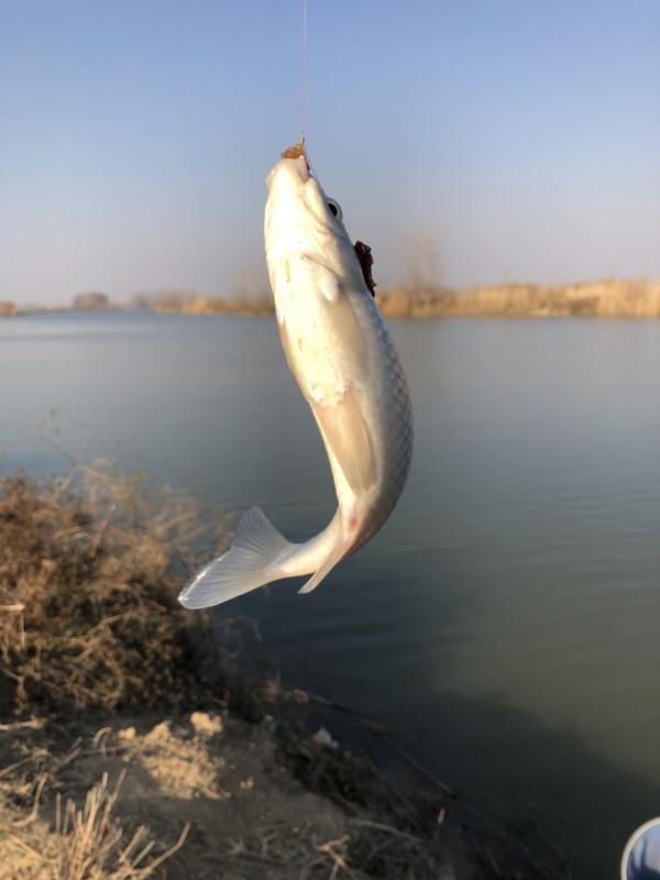 冰封天凍又何妨，漁者之樂有鯽相伴