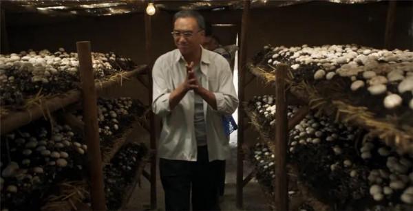 《山海情》的種雙孢菇這場戲太經典了,主創人員用了幾集來表現 《山海情》的種雙孢菇這場戲太經典了,主創人員用了幾集來表現