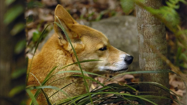 “村口大黃”到澳變身頂級殺手,吃袋鼠偷綿羊讓人頭疼,憑什麼? “村口大黃”到澳變身頂級殺手,吃袋鼠偷綿羊讓人頭疼,憑什麼?