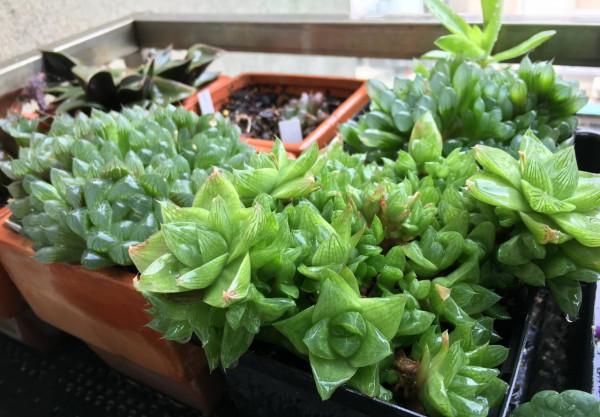 3種&OpenCurlyDoubleQuote;小綠植&rdquo;，耐旱耐陰很好養，半月澆次水，&OpenCurlyDoubleQuote;肥嘟嘟&rdquo;不停長