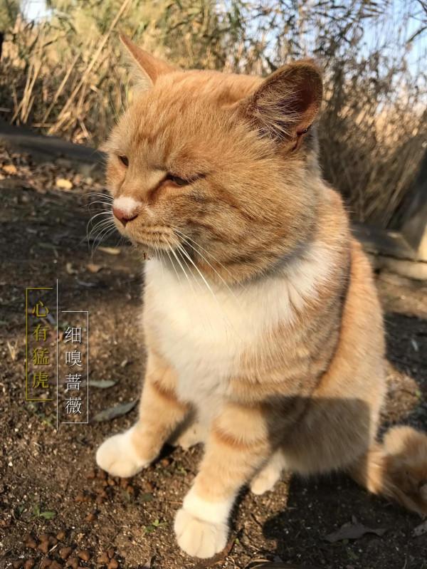 關於本人餵食流浪貓以來聽到的一些反對的聲音