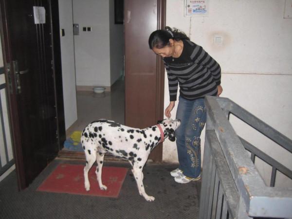 我作為一個非常愛狗的人,為什麼再也不養狗了 我作為一個非常愛狗的人,為什麼再也不養狗了