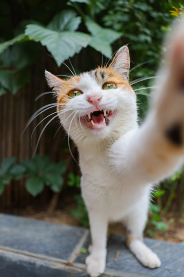 米麒麟:我掉缸怎麼了? 米麒麟:我掉缸怎麼了?